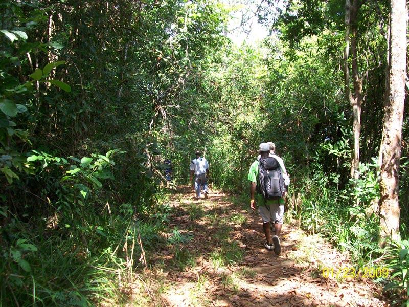 Jungle