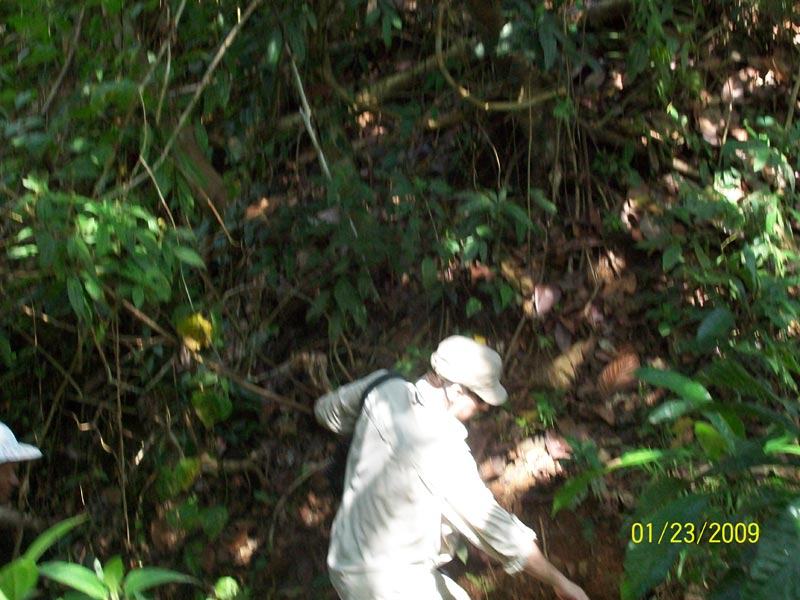Jungle