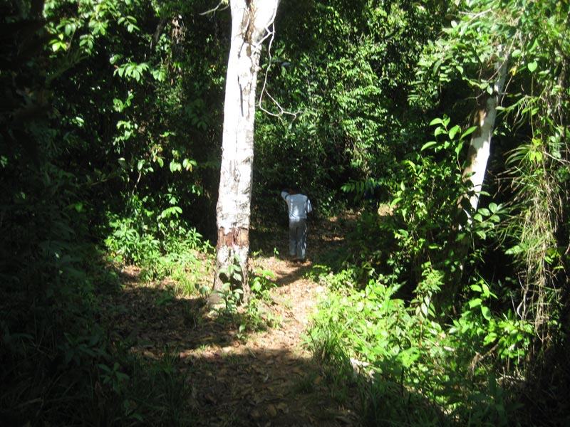 Jungle