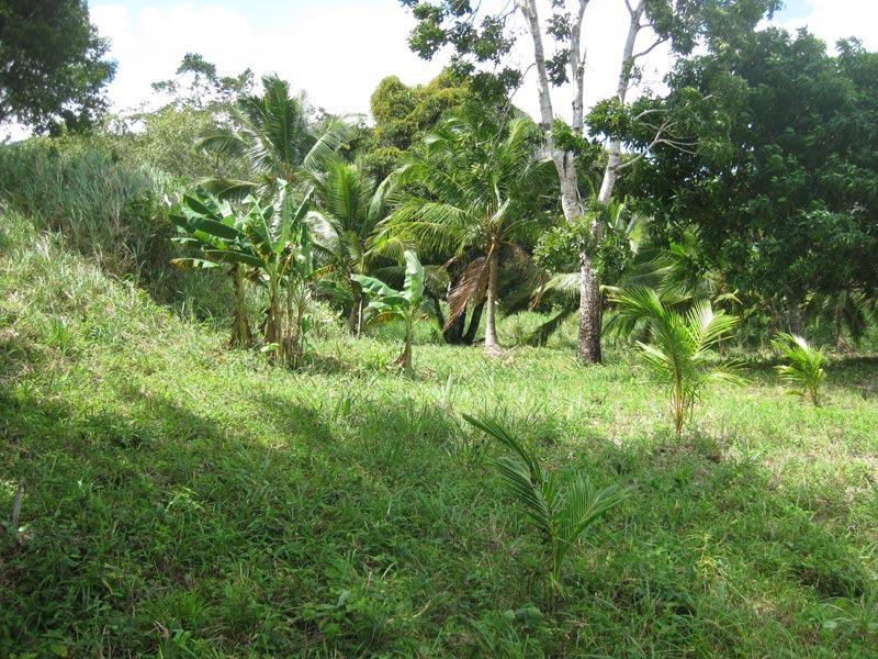 Jungle
